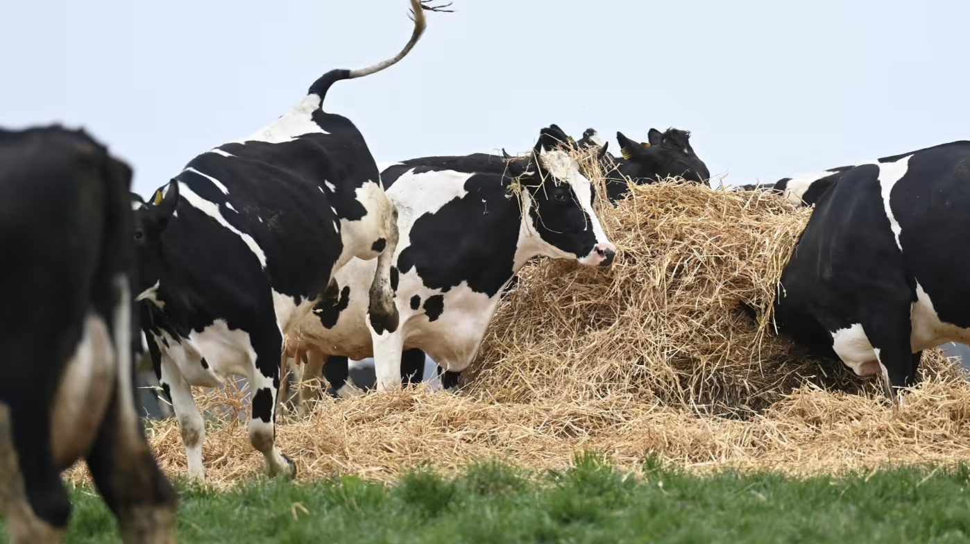 cows in a field eating hay